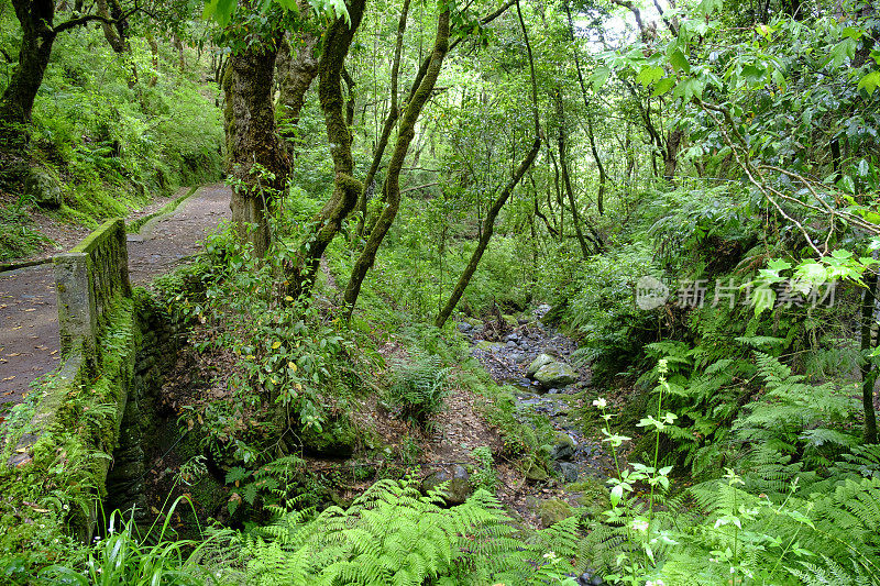 森林景观沿Vereda dos Balc?es在马德拉岛山